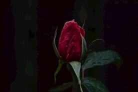 玫瑰花