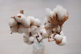 棉花棉桃