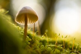 蘑菇
