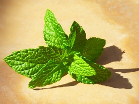 绿色植物高清素材