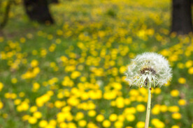 蒲公英