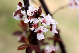 梅花
