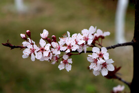 梅花