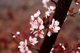 梅花
