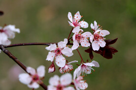 梅花