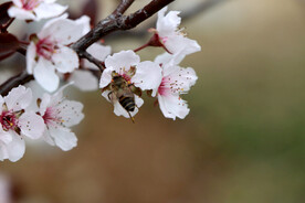 梅花