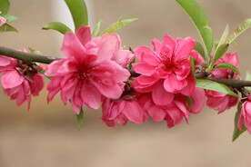 桃花