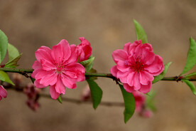 桃花