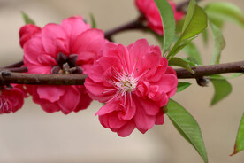 桃花