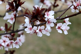梅花