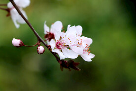 梅花