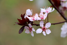 梅花