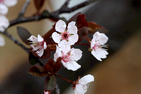 梅花