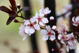 梅花