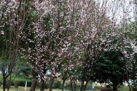 梅花树