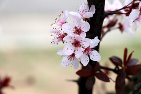 梅花