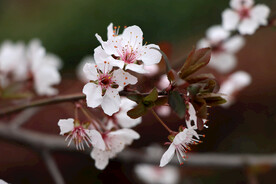 梅花