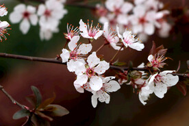 梅花