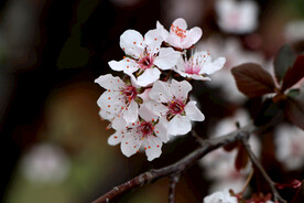 梅花