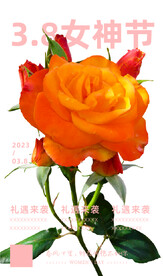 玫瑰花