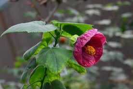 灯笼花 