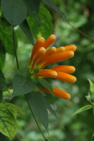 炮仗花 