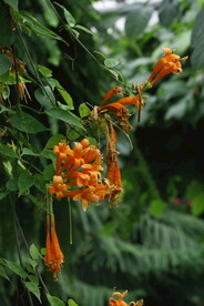炮仗花 