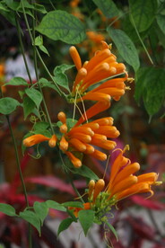 炮仗花  