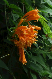 炮仗花 