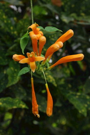 炮仗花 