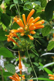 炮仗花 