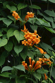 炮仗花  