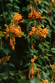 炮仗花 