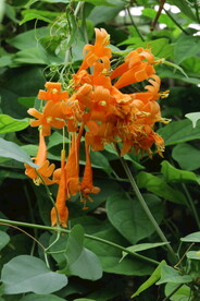 炮仗花  