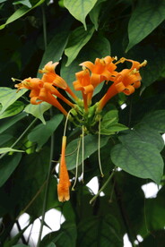 炮仗花 