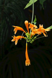 炮仗花 