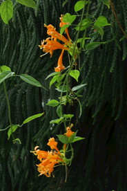 炮仗花 