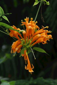 炮仗花 