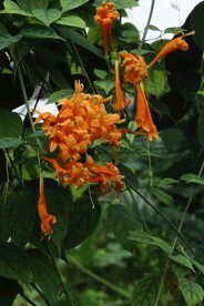 炮仗花 