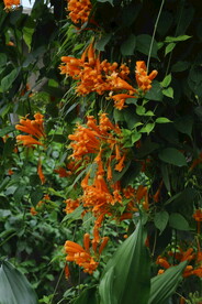 炮仗花 