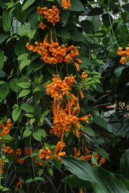 炮仗花 