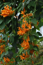 炮仗花  
