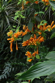 炮仗花  