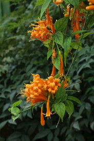 炮仗花 