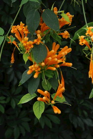 炮仗花  