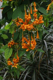 炮仗花  