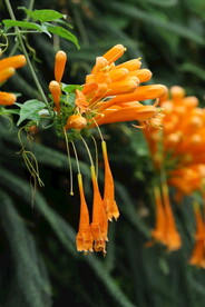 炮仗花 