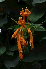 炮仗花  