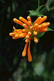 炮仗花  