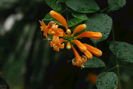 炮仗花 